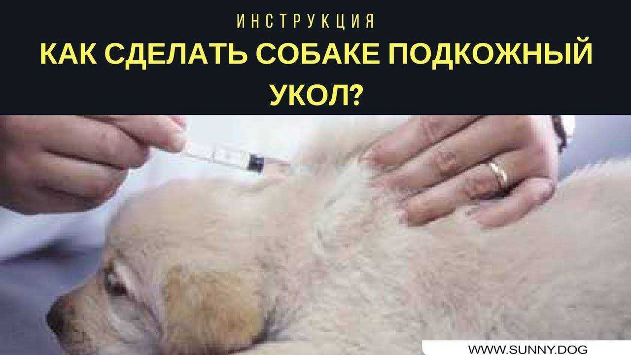 Как сделать укол собаке: куда делать, если внутримышечно, внутривенно, инструкция и схема введения препаратов - блог о животных - zoo-pet.ru