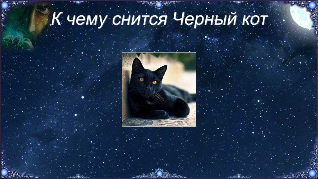 Что означает сон про умершего кота — 30 значений