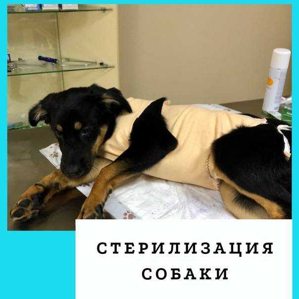 6 основных методов стерилизации собак: плюсы и минусы | звери дома