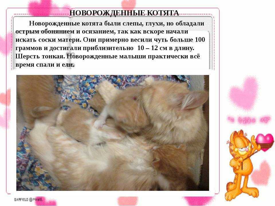 До какого возраста растут коты и кошки
