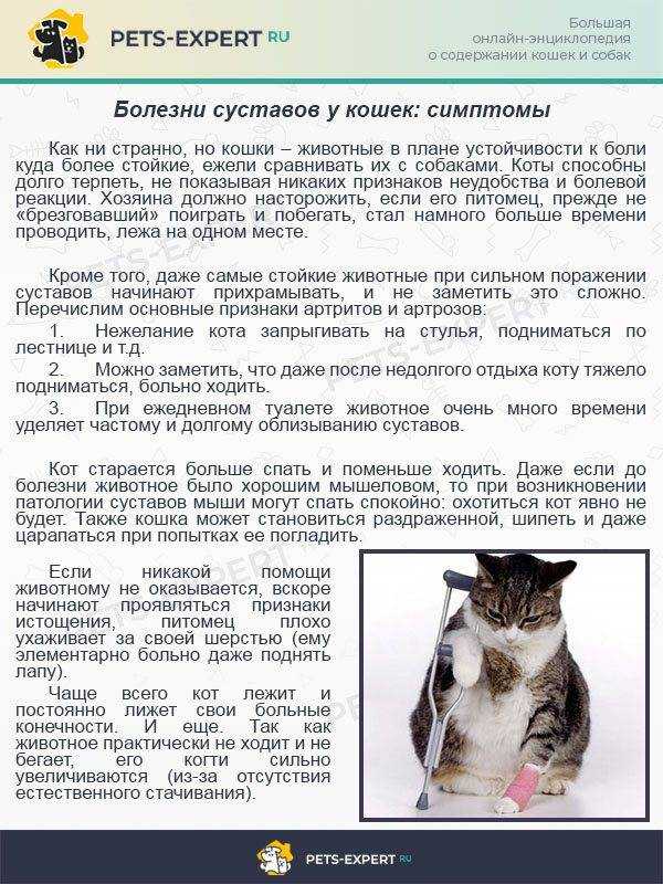Смертельные болезни кошек: симптомы заболеваний | сайт о животных petsfusion.com - клуб любителей домашних животных