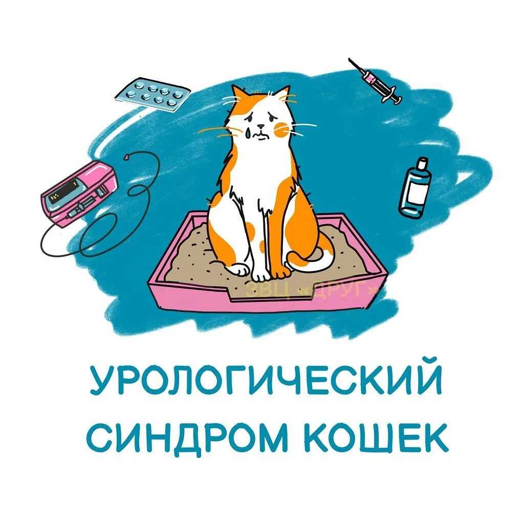 Диагностика и лечение триадита у кошек