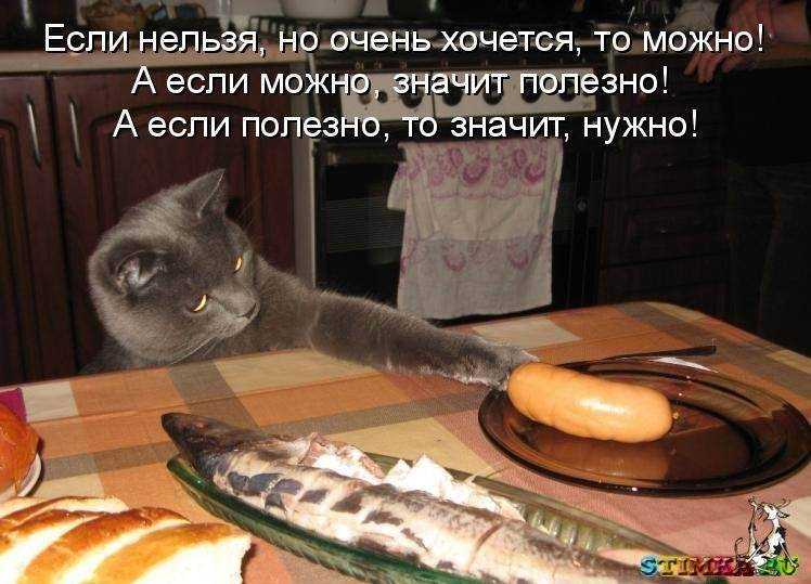 Почему кошка много ест и не наедается