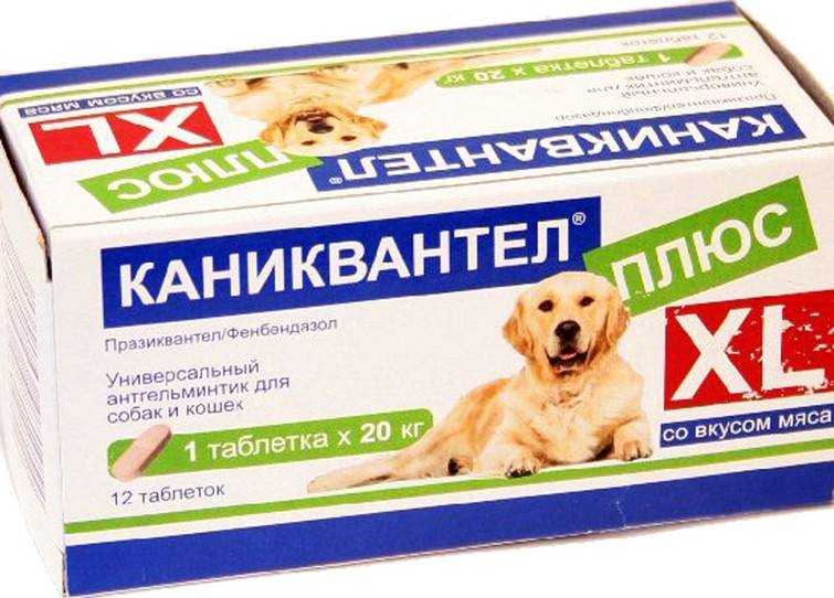 Каниквантел для собак: инструкция по применению