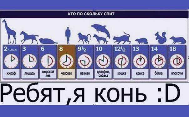 Сколько спят новорожденные котята: от месяца до одного года | perfect fit