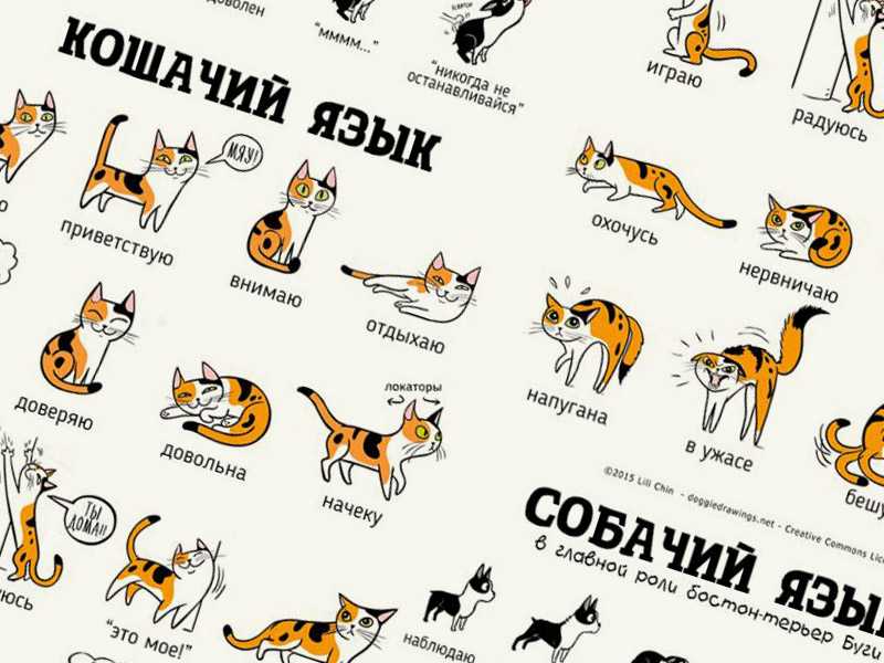 Как кошки выражают эмоции и какие именно - автор ирина колосова - журнал женское мнение