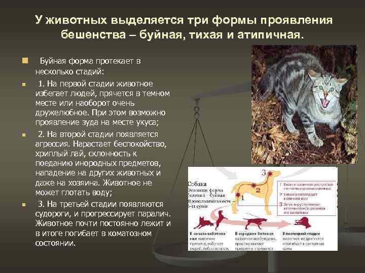 Бешенство у кошек