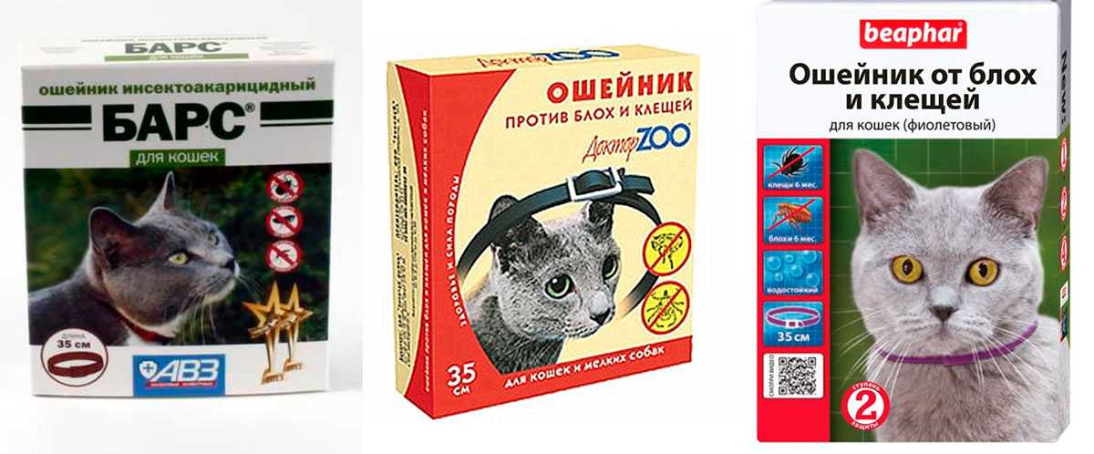 Кошачий ошейник от блох — тонкости выбора и особенности использования