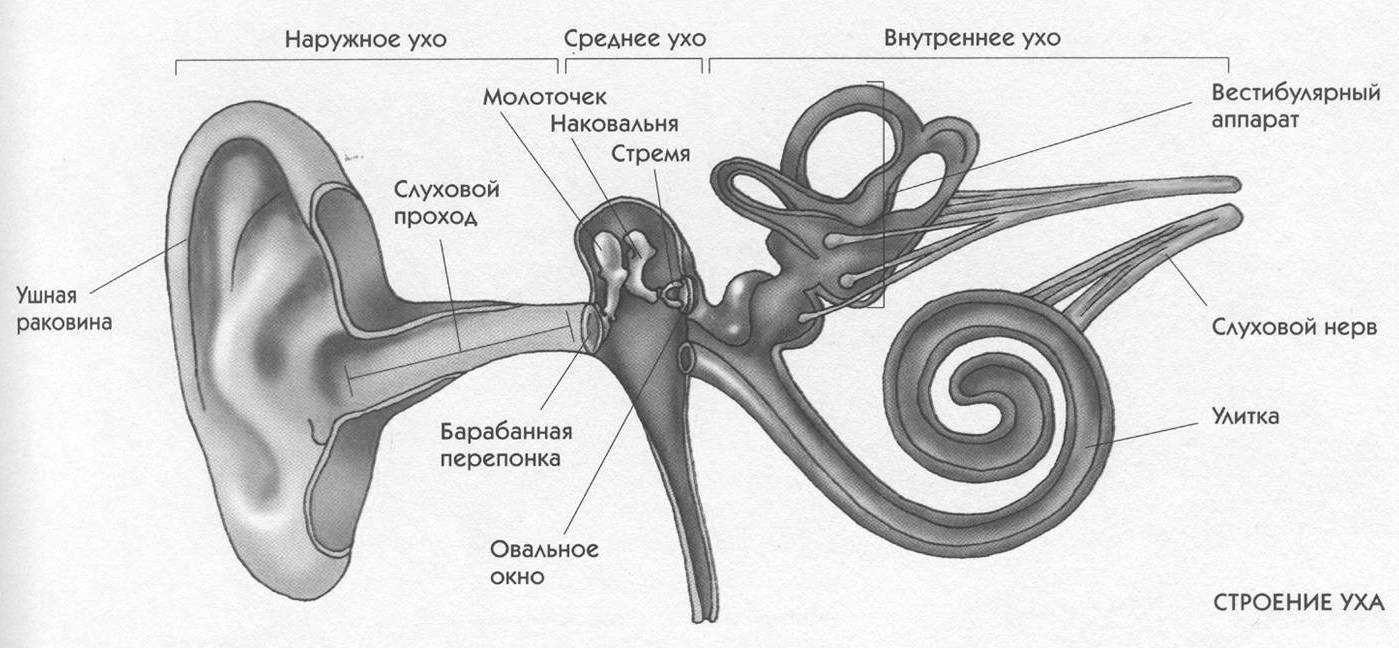 Если у кошки горячие уши: нормальное явление или стоит волноваться?