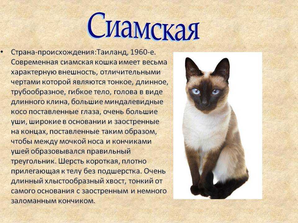 Выглядит сиамская кошка как классическая статуэтка стройная и грациозная Она кажется утонченным созданием благодаря удлиненному мускулистому телу и клиновидной голове