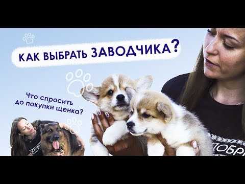 Чем занимается заводчик и чем отличается от питомника советы о том на что стоит обратить свое внимание при выборе щенка у заводчика