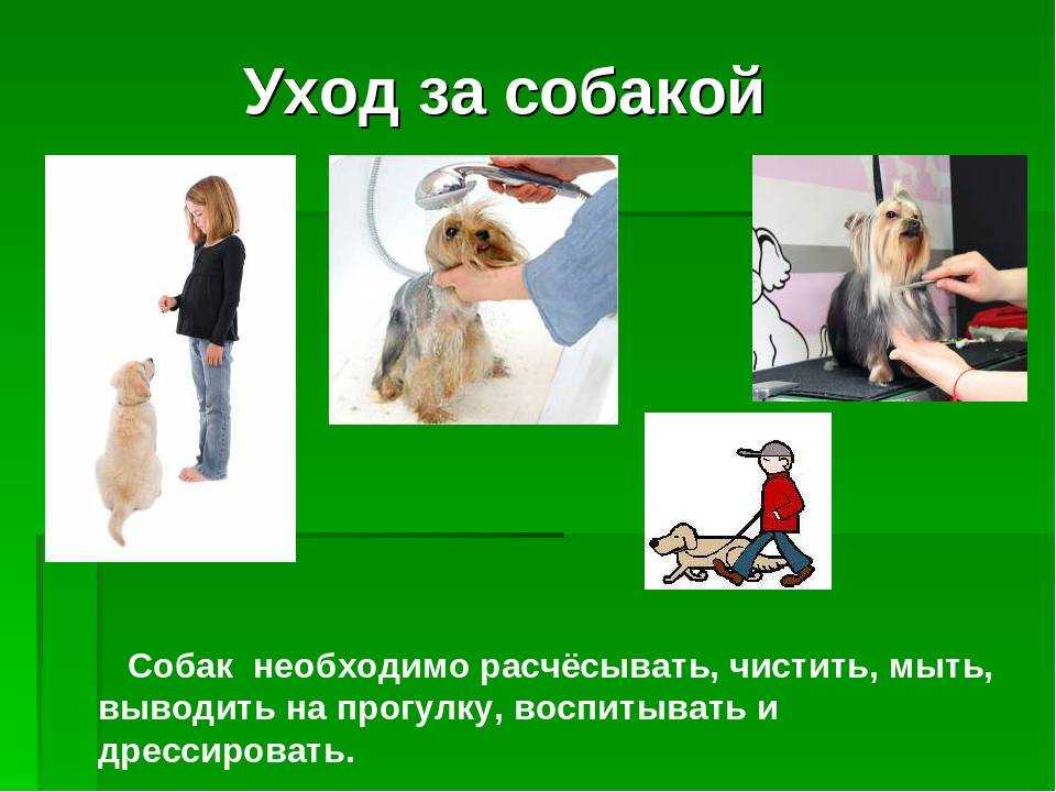 Как ухаживать за собаками (с иллюстрациями) - wikihow