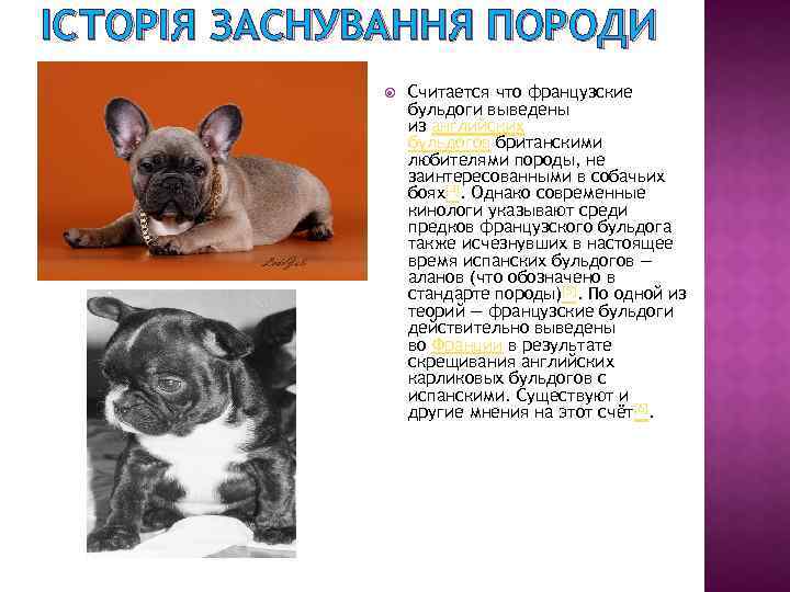 Стандарт породы французский бульдог
