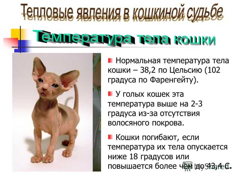 Температура тела у котов породы сфинкс  важный показатель здоровья Поскольку у животного отсутствует шерстяной покров он легко может переохладиться или наоборот получить тепловой удар