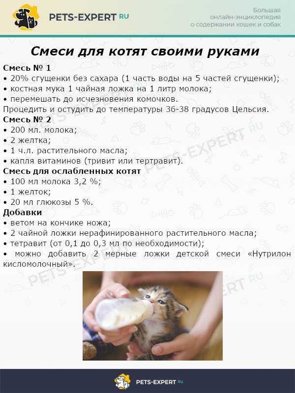 Кормление котят – натуральный рацион от рождения и до года