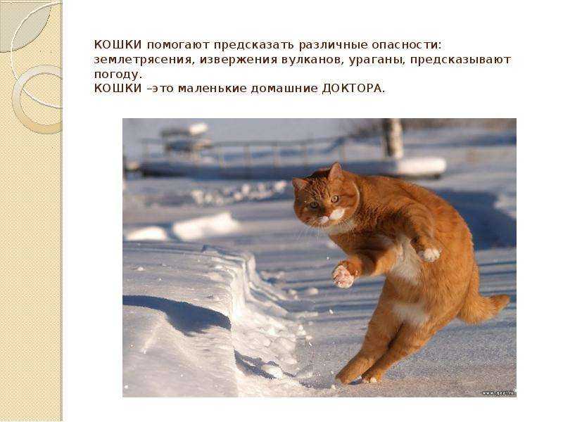 Суеверия и народные приметы, связанные с кошками