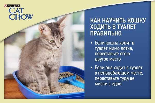 Как научить кота ходить в унитаз: обучение хождению в унитаз после лотка