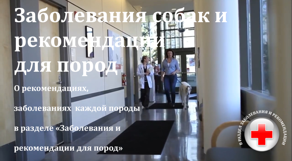 Минеральные вещества в рационе собаки