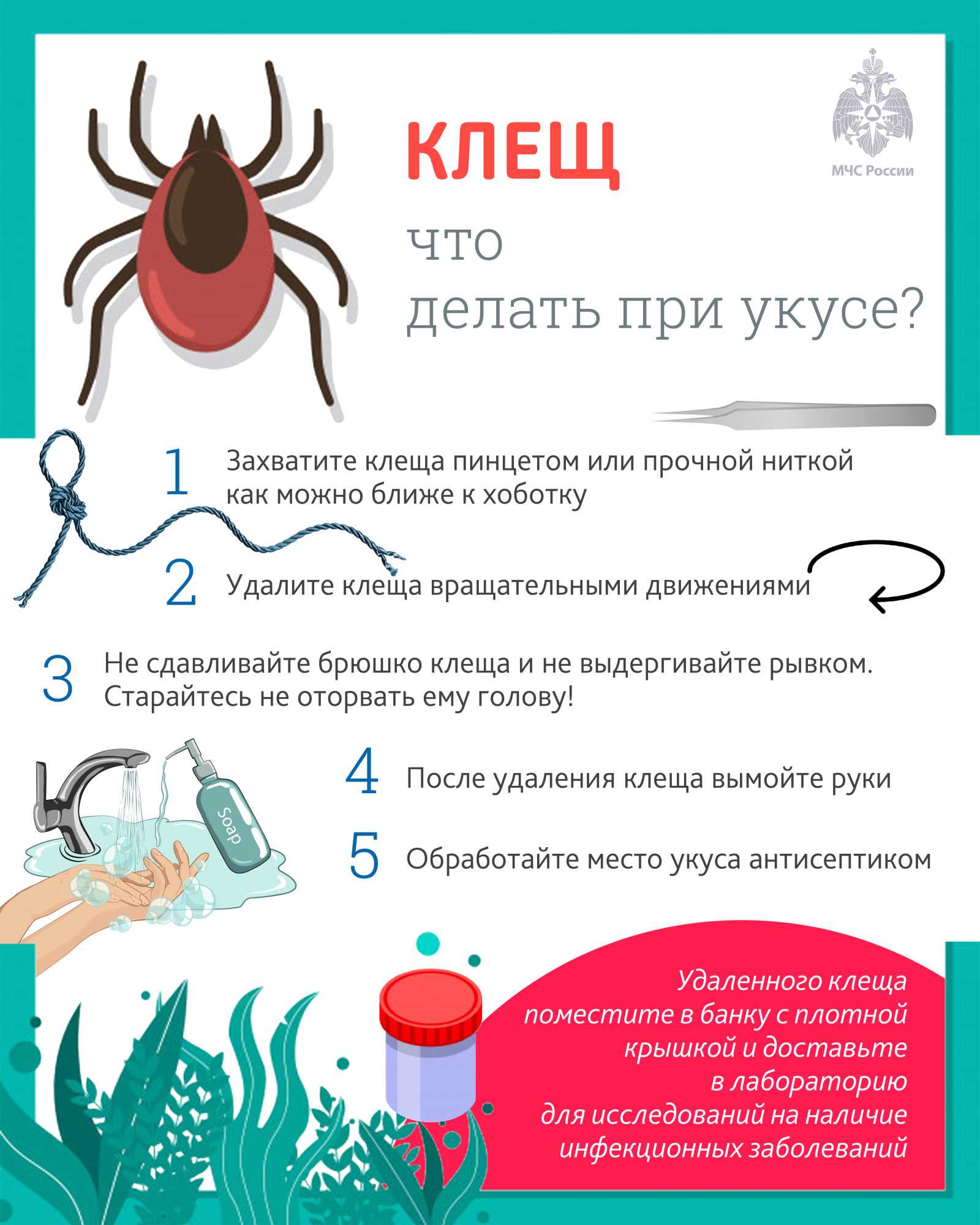 Что делать, если кошку укусил клещ?
