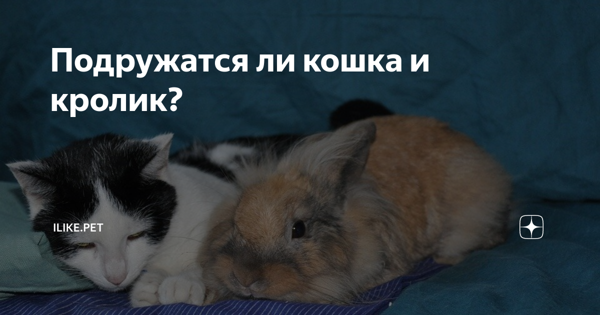 Как уживаются кошка и кролик в одной квартире
