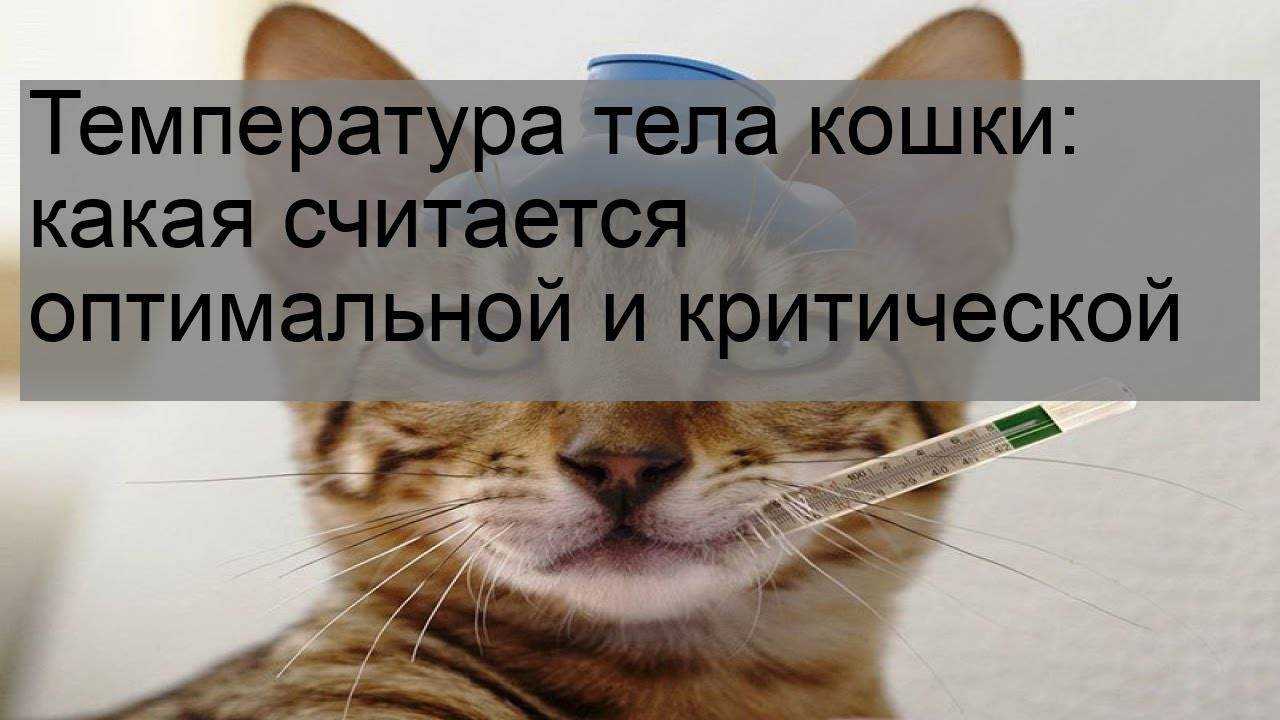 Температура тела кошки - норма и патология