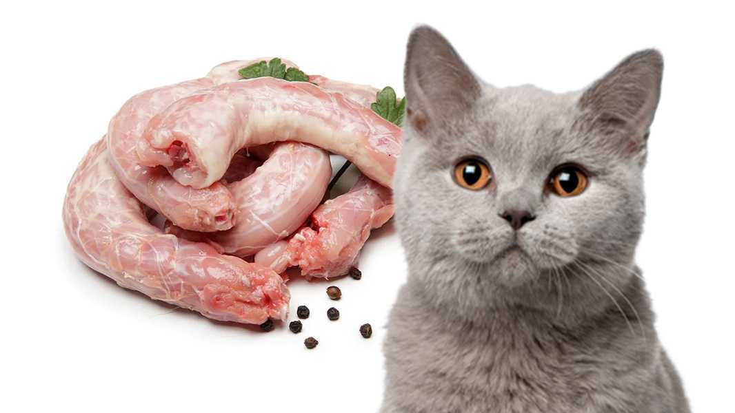 Можно ли кошке давать курицу