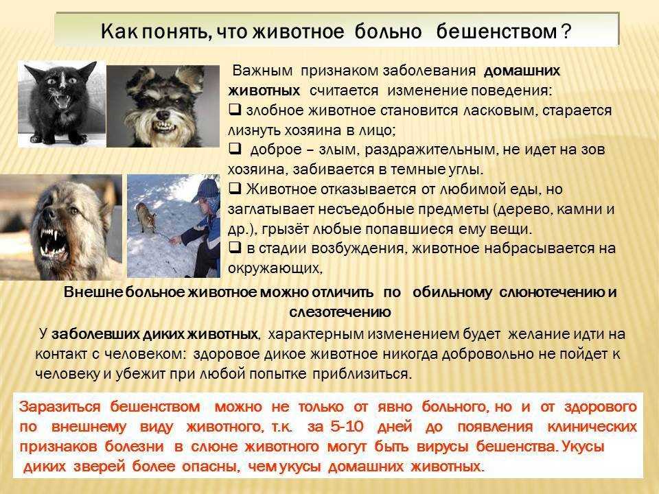 Прививка от бешенства собаке: когда делать, подготовка, реакция, вакцины