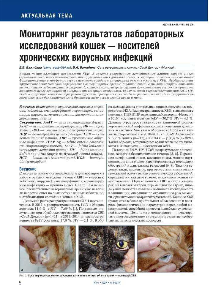 Инфекционные болезни кошек