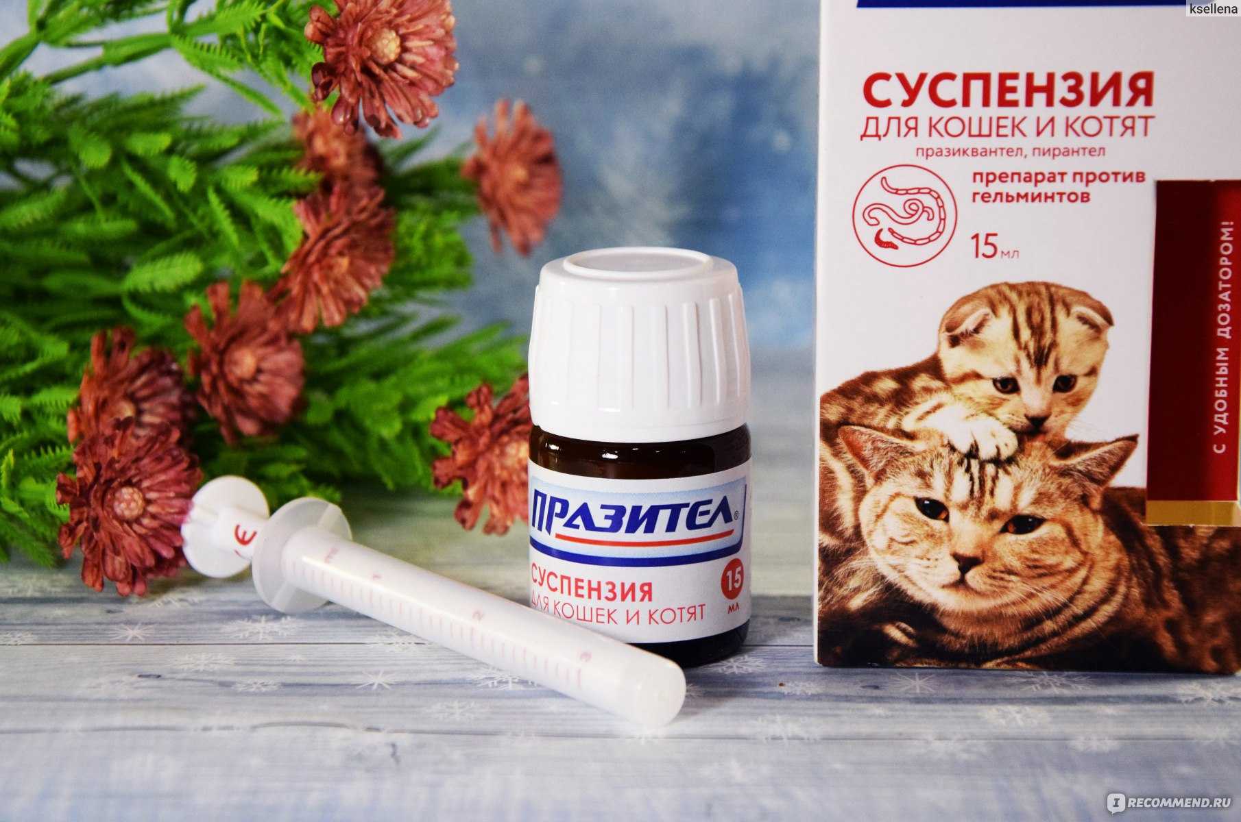 Таблетки и другие средства от глистов для кошек