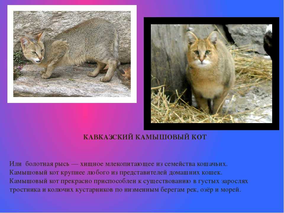 Камышовый кот, или хаус, или болотная рысь felis chaus