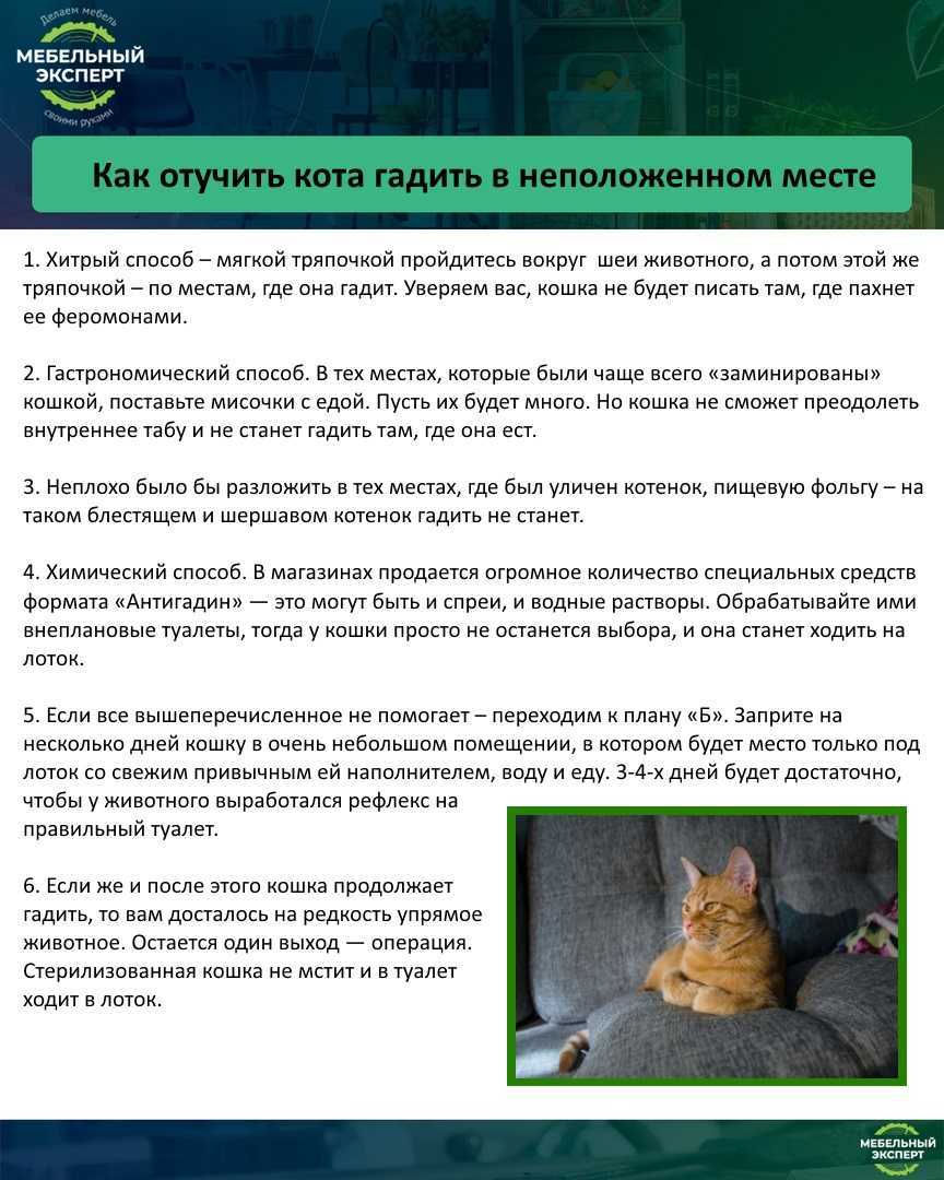 Почему кошка гадит на кровать: причины и методы борьбы с дурными наклонностями, что делать, чтобы кот не писал на мебель