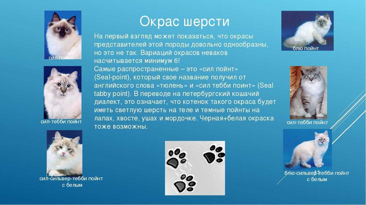 Невская маскарадная кошка, описание породы, характер, окрасы, чем кормить, уход и содержание, фото - zoosecrets