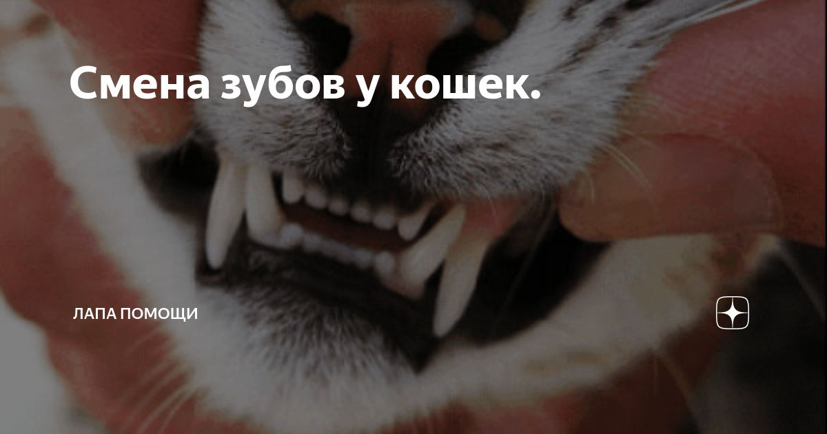 Когда у котят меняются зубы на постоянные