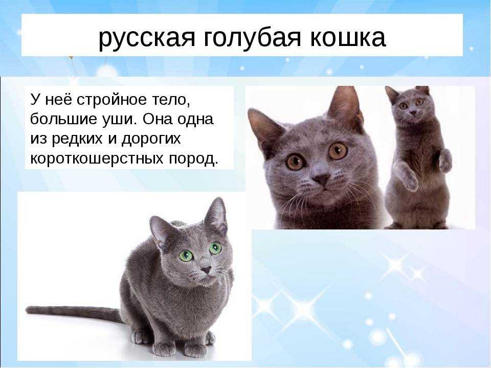Русская голубая