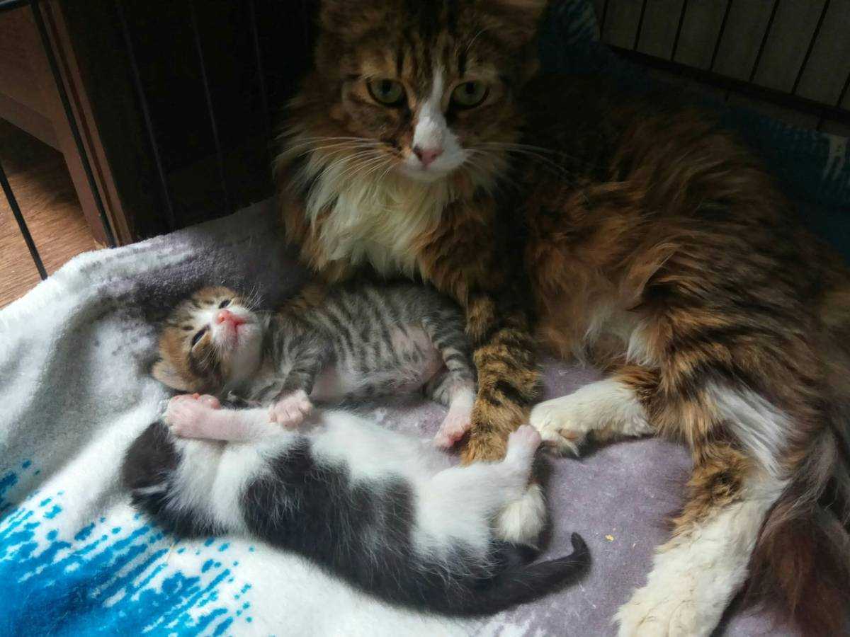 Когда у котят открываются глаза