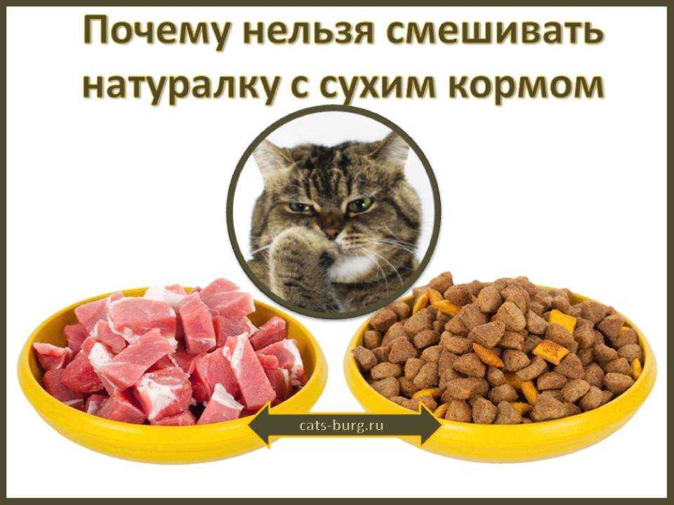 Кормим кошку правильно натуральной едой: чем кормить в домашних условиях, советы ветеринаров и меню