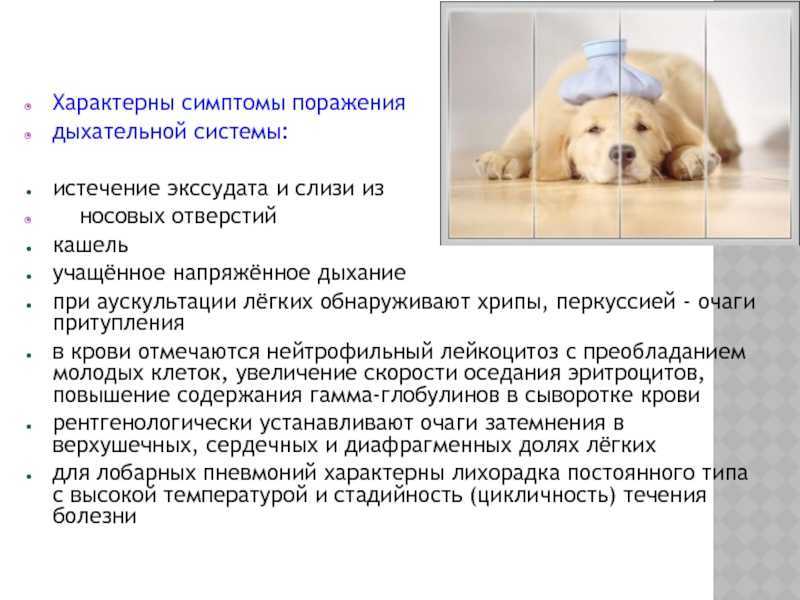 Одышка у собаки в спокойной состоянии: причины и лечение
