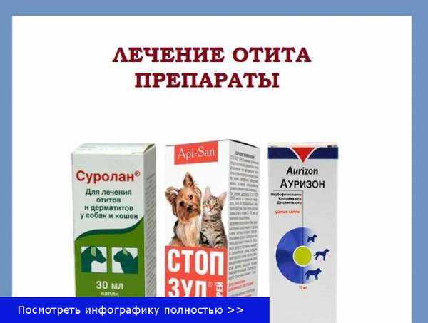 Отит у кошки: симптомы, лечение, причины, как правильно чистить уши - zoosecrets