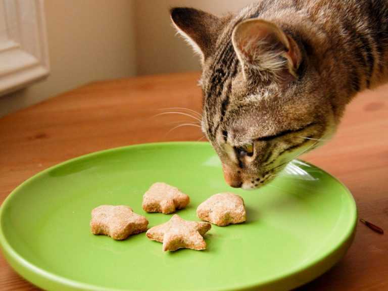 Из чего на самом деле состоят корма для котов и собак?