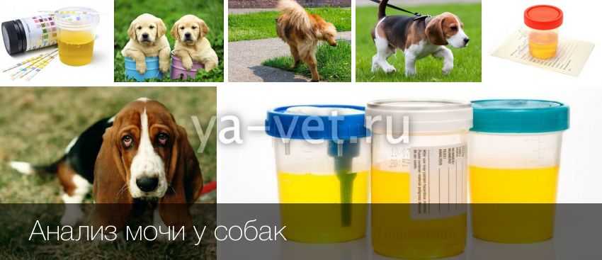 Как собрать мочу на анализ у кобеля: 12 шагов