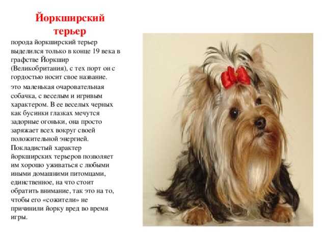Йоркширский терьер: фото, описание, характер, содержание, отзывы