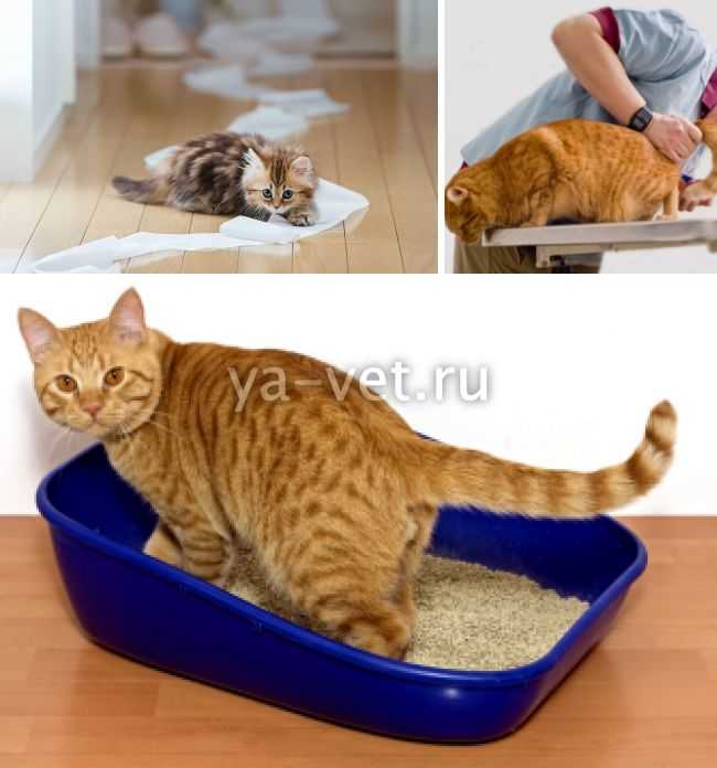 Кот не может сходить в туалет, причины и лечение.