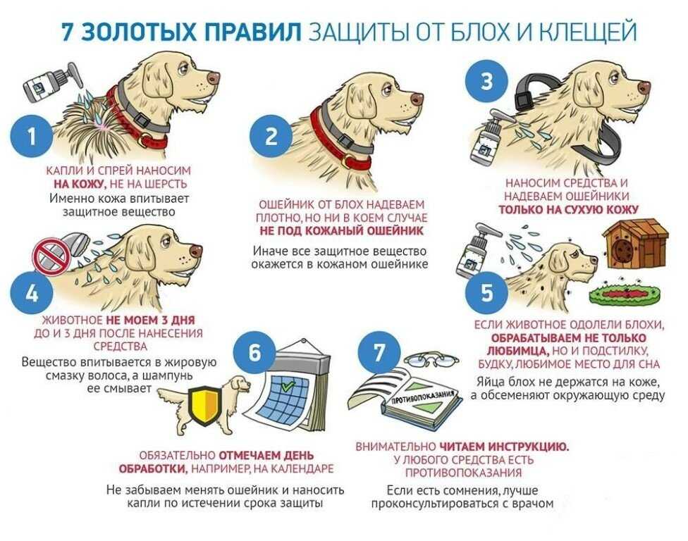 Как вывести блох у собаки: 14 средств для домашних условий, симтомы