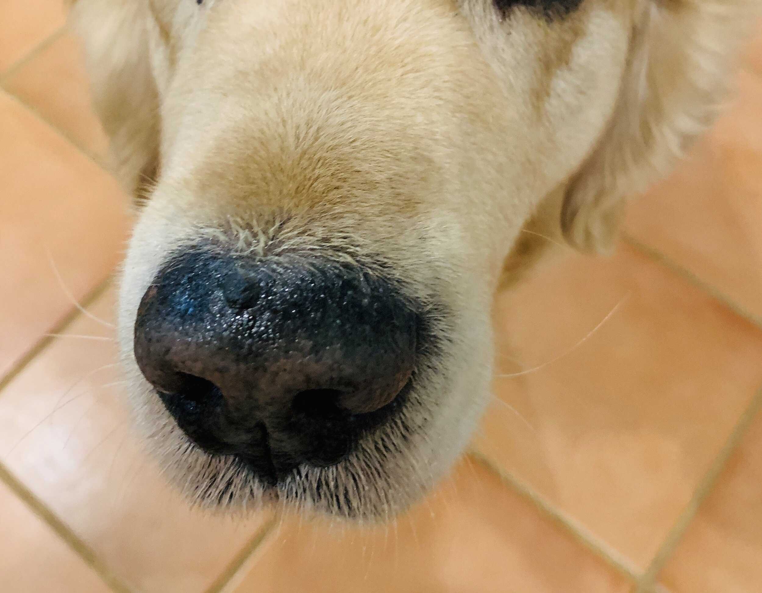 Что делать если у собаки сухой нос