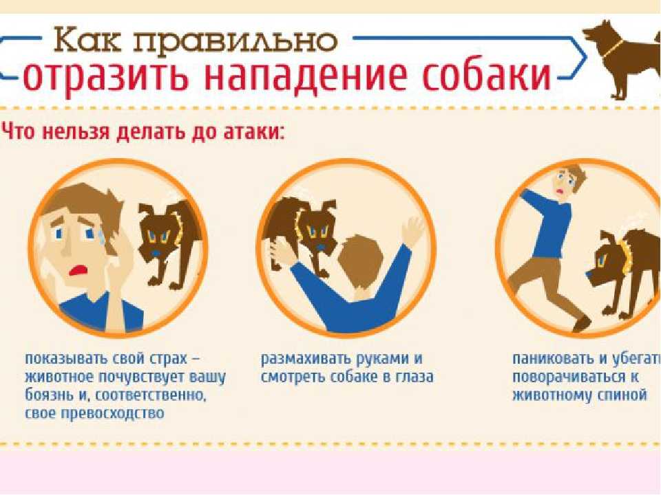 Гиперактивность у собак лечение