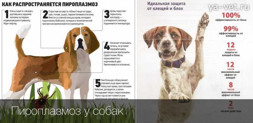 Пироплазмоз у собак: симптомы, лечение, препараты - zoosecrets