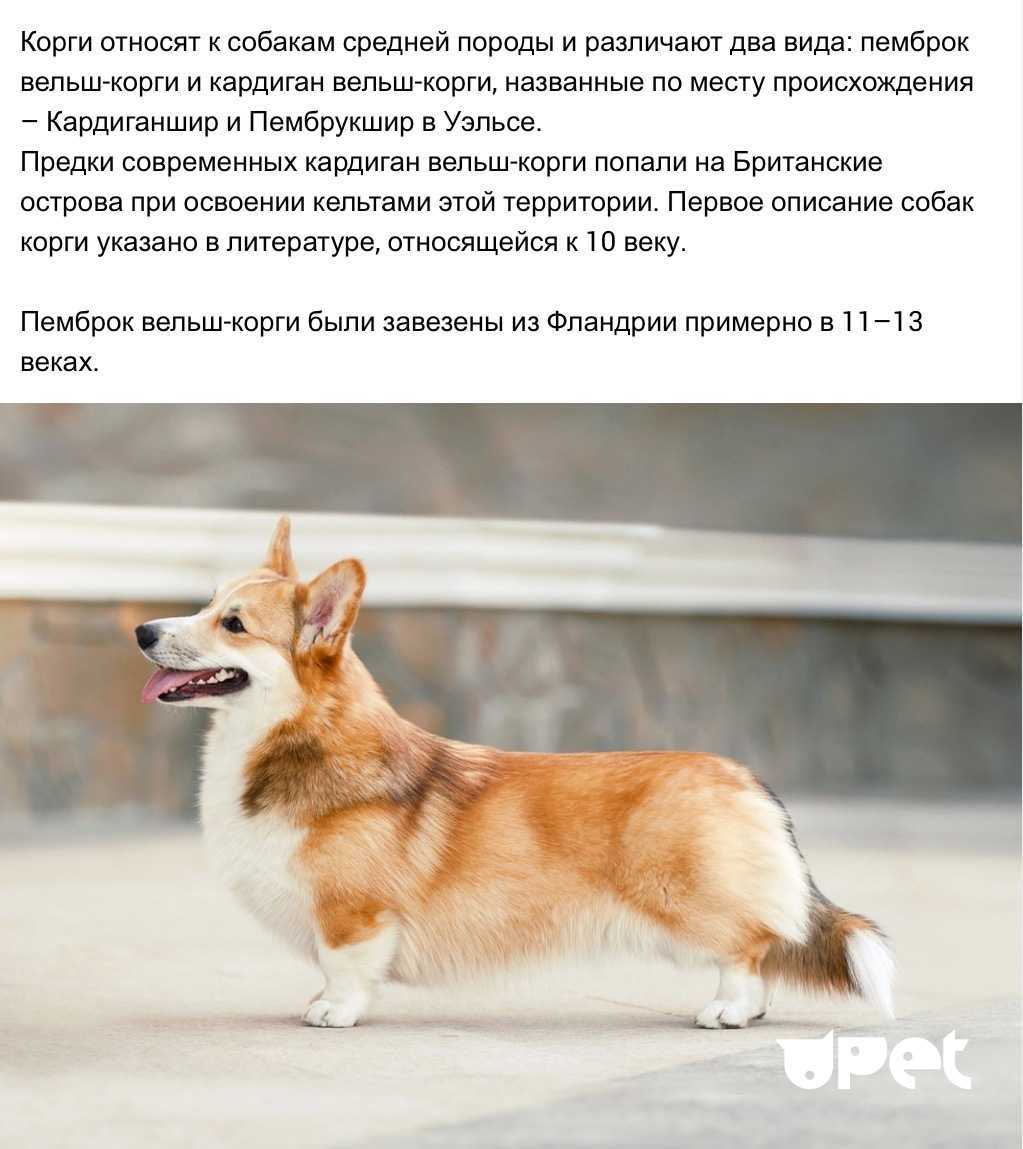 Вельш-корги пемброк