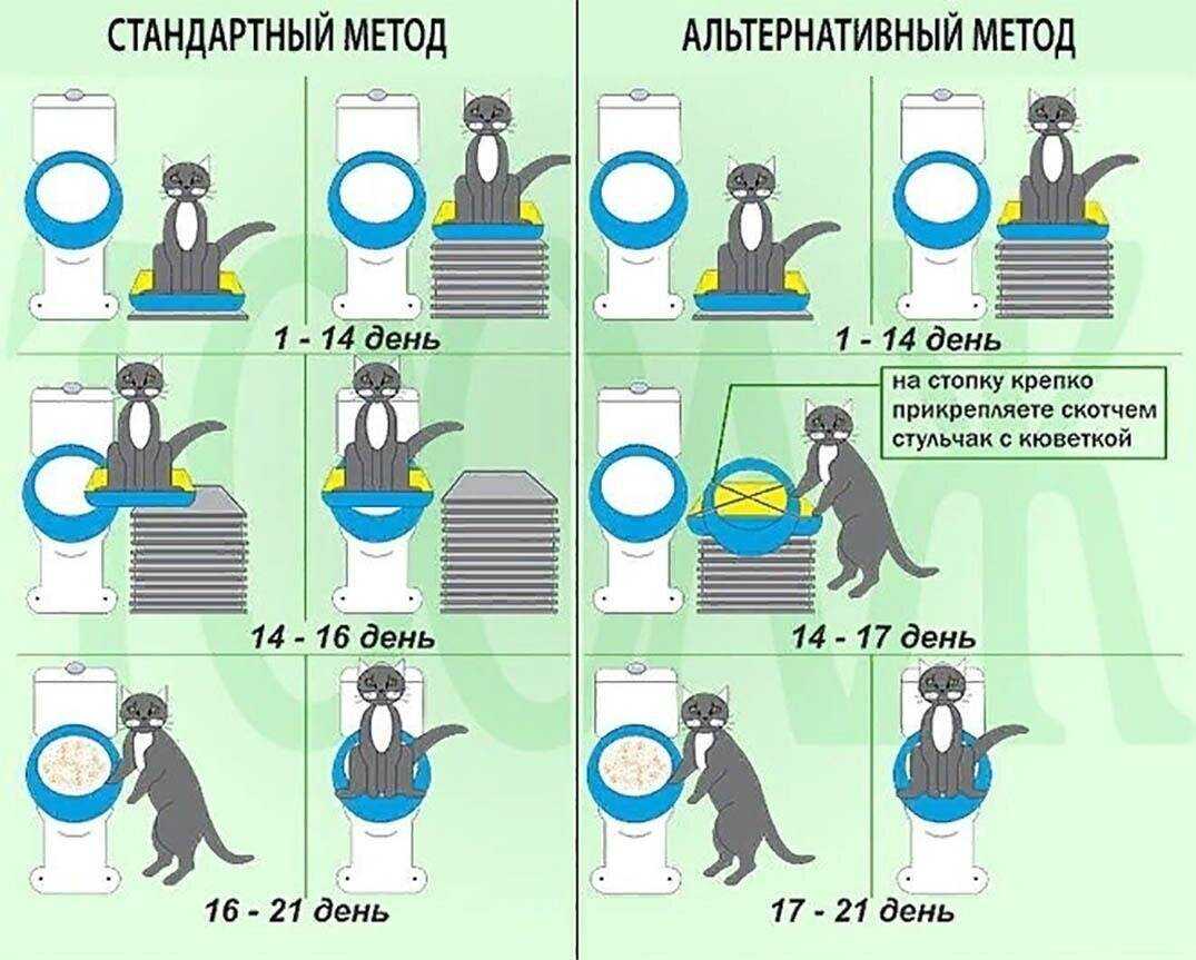 Первые дни котенка в новом доме: проблемы адаптации