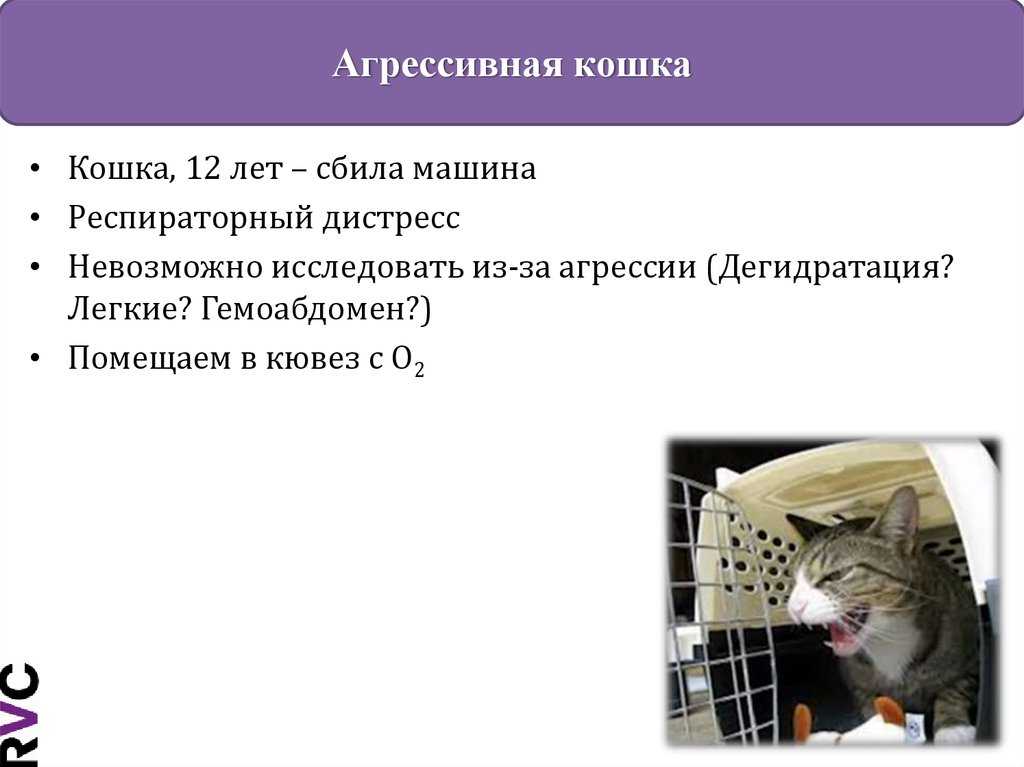 Агрессия у кошек: причины, виды и способы коррекции