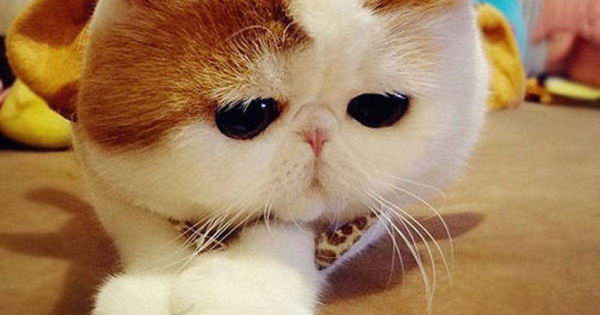 Коты и кошки с большими глазами